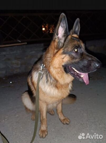 Щенок Немецкой овчарки