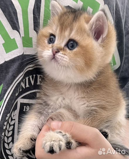Британские котята золотая шиншилла