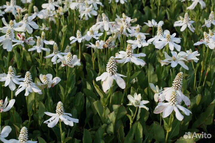 Водное растение Анемопсис калифорнийский