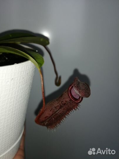 Непентес хищное растение