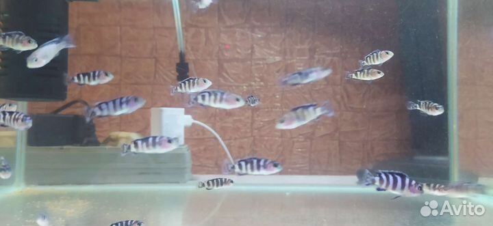 Псевдотрофеус демасони