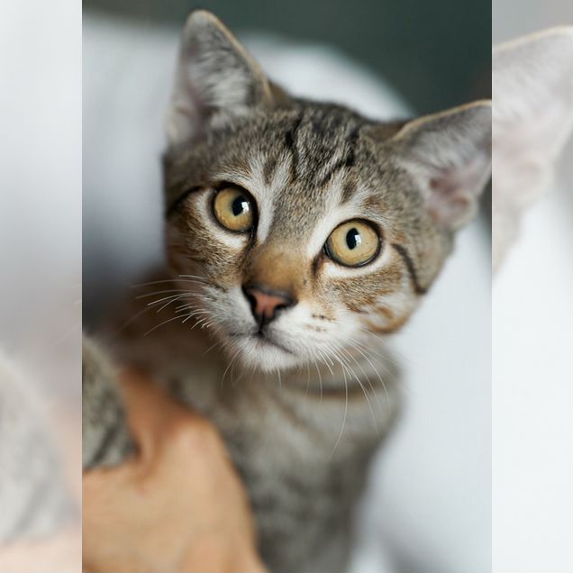 Шотландский прямоухий короткошёрстный котёнок