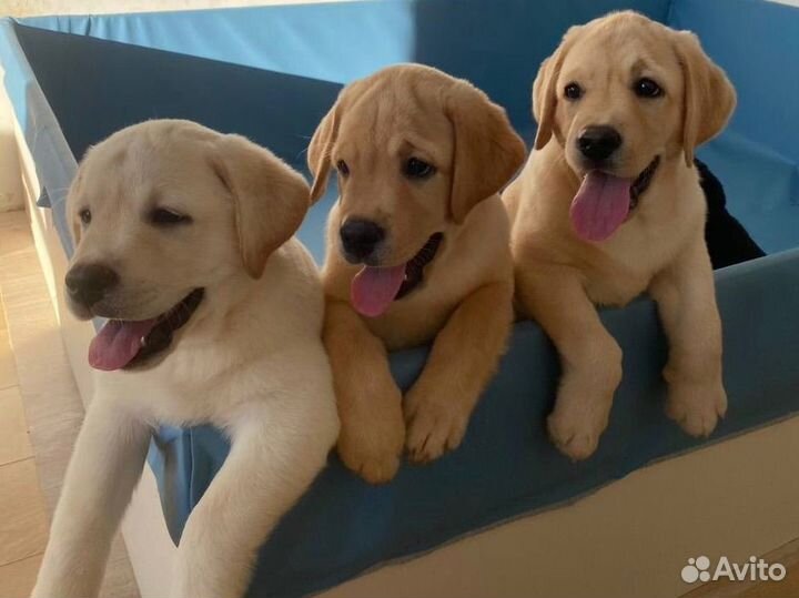 Лабрадор ретривер