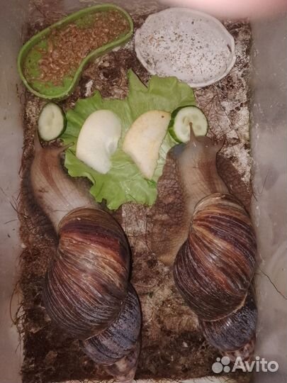 Улитки ахатины бесплатно