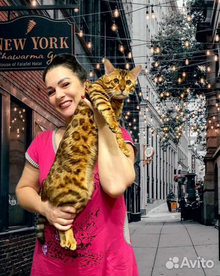 Бенгальский кот вязка