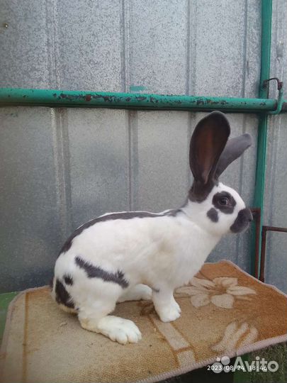 Кролики нпв