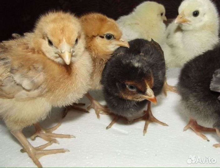 Инкубационное яйцо