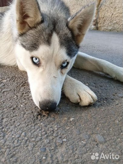 Сибирский хаски брошен на улице