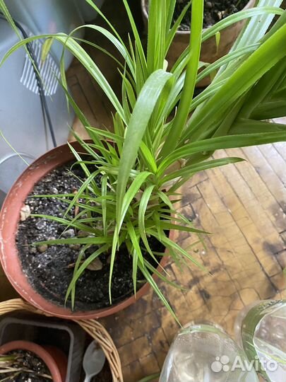 Комнатные растения