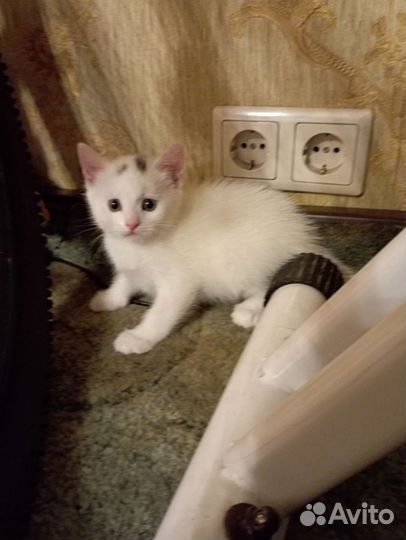 Кошка турецкая ангора и 1 котёнок в добрые руки