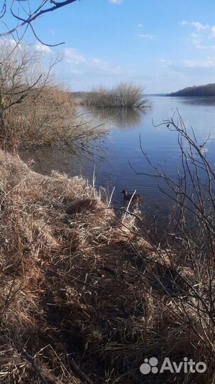 Утки чубарые подсадные для охоты