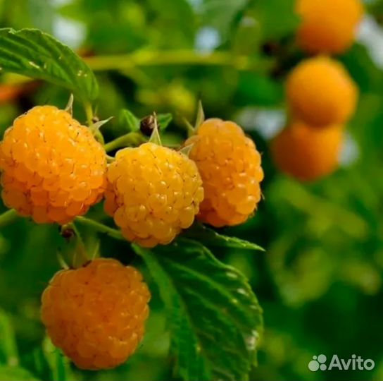 Саженцы желтой малины