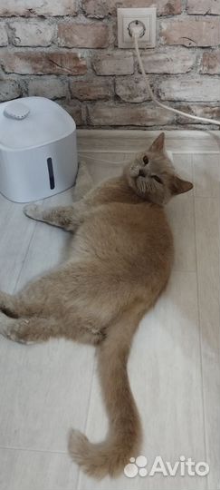 Британская кошка в дар