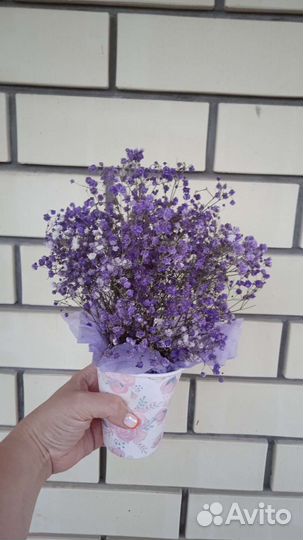 Сухоцветы гипсофила в стаканчике