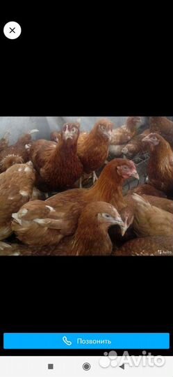 Куры несушки
