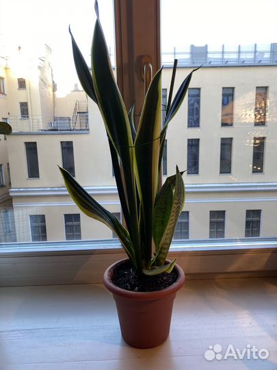 Сансевиерия