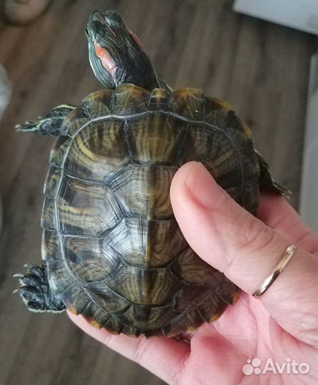 Черепаха