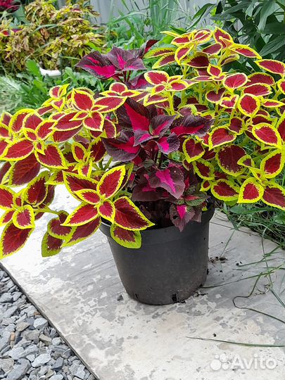 Растения для дома и офиса, колеусы в кашпо 5 л