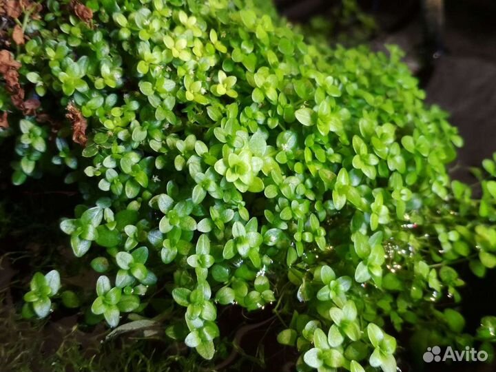 Аквариумные растения