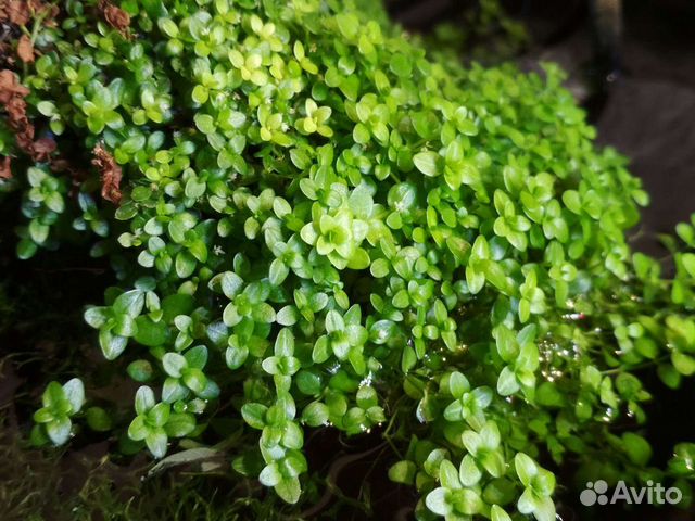 Аквариумные растения