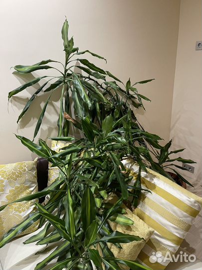 Пальма драцена