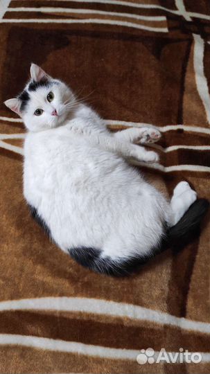 Кошка Пятнышко в добрые руки