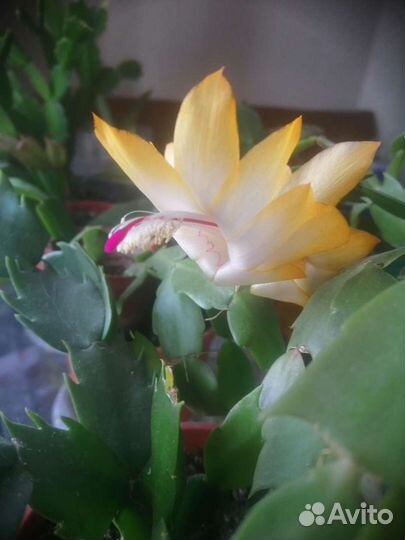 Декабрист шлюмбергера