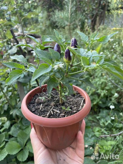 Рассада острого перца