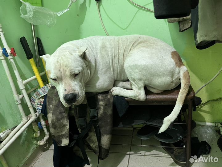 Питбуль вязка