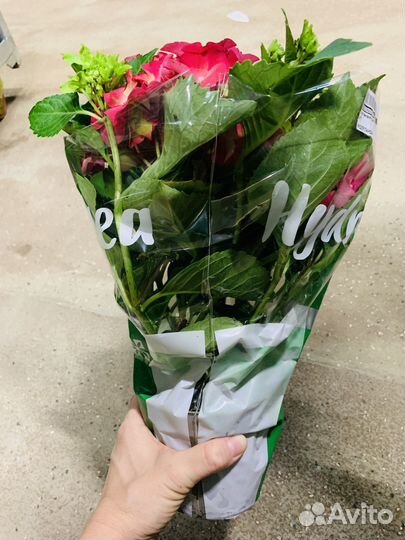 Гортензия метельчатая