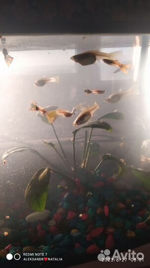 Улитки аквариумные