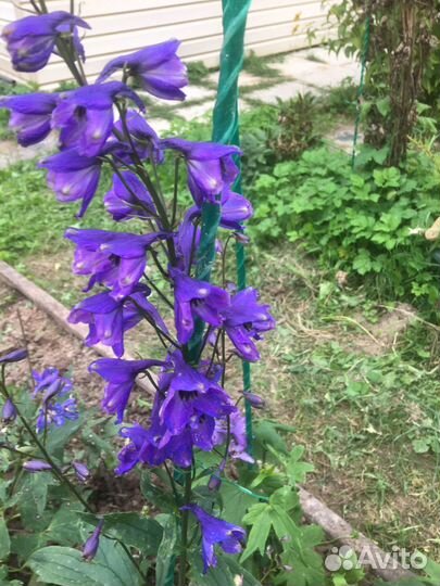 Многолетние садовые цветы