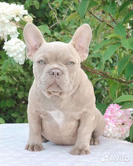 Французский бульдог щенки