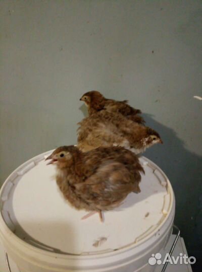 Продам перепелов