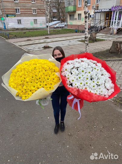 Хризантема