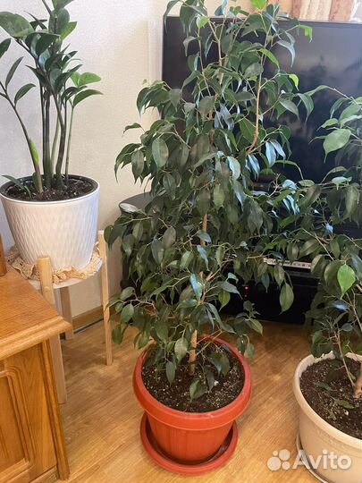 Фикус бенджамина большой