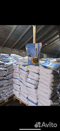 Семена подсолнечника