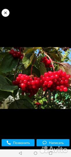 Калина, ягодка, варенье из лесной малинки