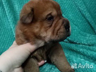 Продаю щенков шарпея