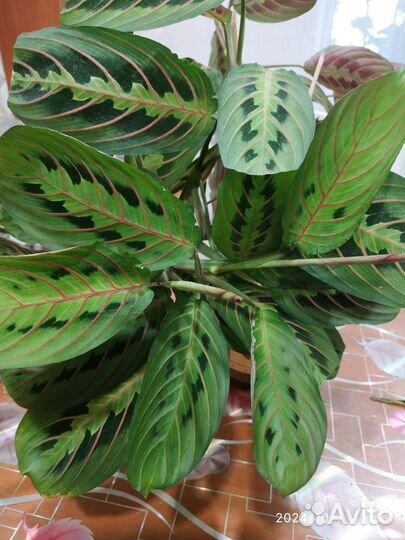 Маранта триколор