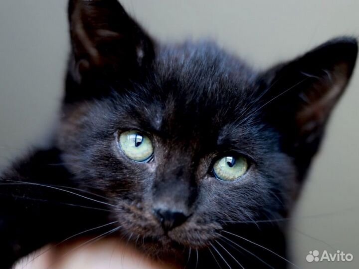 Шикарные котята