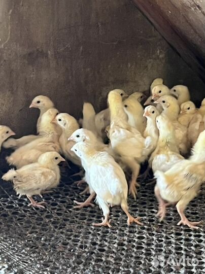 Цыплята Адлеровские