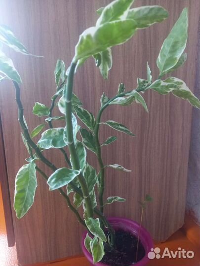 Педилантус