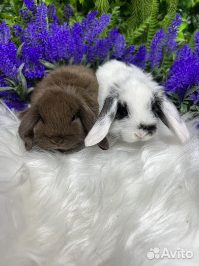 Кролики ручные домашние