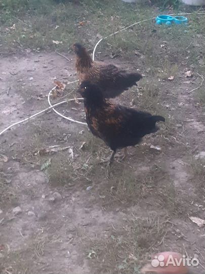 Куры петухи