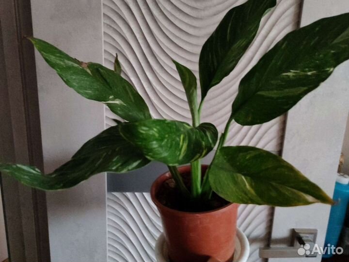 Спатифиллум вариегатный Диамонд