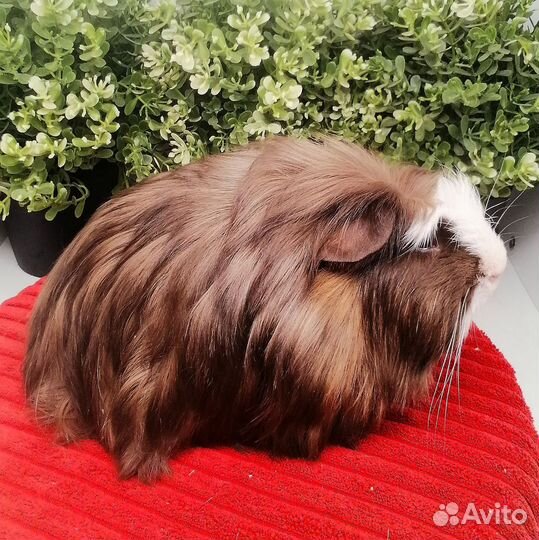 Коронет, длинношерстная морская свинка