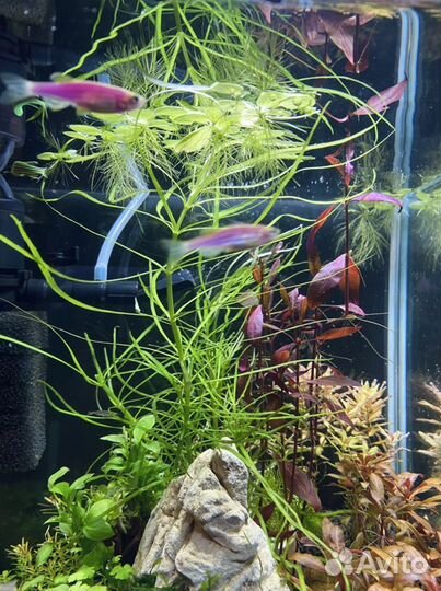 Аквариумное растение Рождественский мох