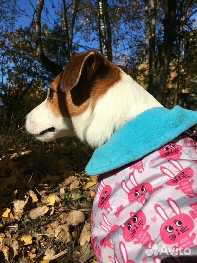 Одежда для собак