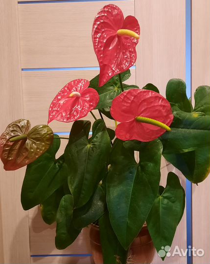 Антуриумы разные